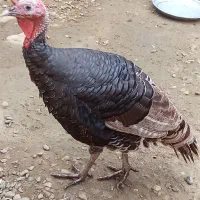 فروش بوقلمون|حیوانات مزرعه|رامسر, |دیوار