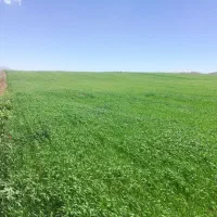 فروش زمین کشاورزی دوگل بنده