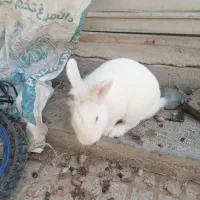 خرگوش|موش و خرگوش|شهرضا, |دیوار