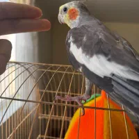 عروس هلندی دستی۶۰۰