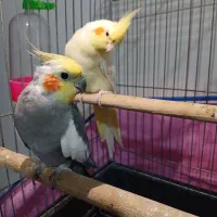 عروس هلندی مولد