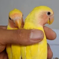 طوطی برزیلی