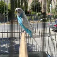 مرغ عشق نر