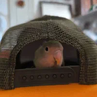 کوتوله مولد نر