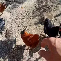 فروش ۲۰ دانه مامر|حیوانات مزرعه|دیواندره, |دیوار