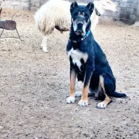 ۲عدد ماده ذات خوب وگلگی