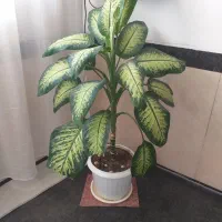 گل دیفین باخیای زیبا