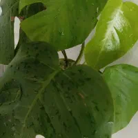 گل برگ انجیری