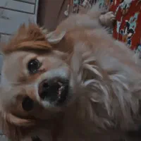 سگ پاپی خوشگل|سگ|مبارکه, |دیوار