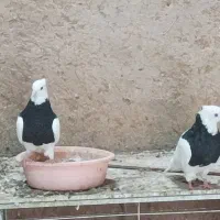 کفتر طوقی سیاه|پرنده|میبد, |دیوار