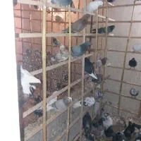 کبوتروجوجه قلم گروبشرط پرش توضیحات کامل خوانده شود|پرنده|پاکدشت, پاکدشت (مامازند)|دیوار