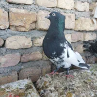 کبوتر کله ای