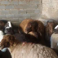 قوچ گوسفندی|حیوانات مزرعه|شیروان (خراسان), |دیوار