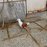 شوسرخ کبوتر