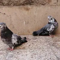 3 تا نوک ریز|پرنده|تهران, جمهوری|دیوار