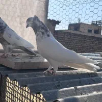 کبوتر پرشی|پرنده|اصفهان, بوستان ناژوان|دیوار