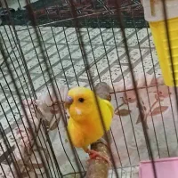 مرغ عشق|پرنده|ری, ملکآباد|دیوار