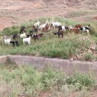 بز بزغاله چپش  اسب الاغ