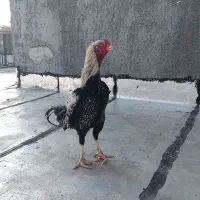 یک عدد خروس لاری و جوجه مرغ لاری|حیوانات مزرعه|مشگین شهر, |دیوار