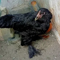 نیمچه مرندی جهت معاوضه