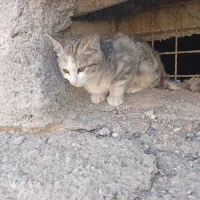 گربه تصادفی نیاز به حامی