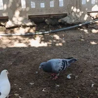 کبوتر.ماده ونر|پرنده|شوش, |دیوار