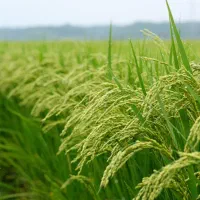 فروش برنج مازندارن درجه یک خوشپخت اورگانیک|خوردنی و آشامیدنی|بابل, |دیوار