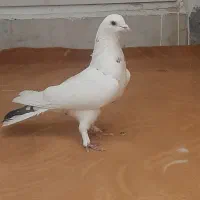 کفتر نر پشت خال سیاه تو دمبی