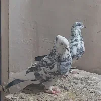 کفتر پرشی|پرنده|قم, شهرک امام حسن|دیوار