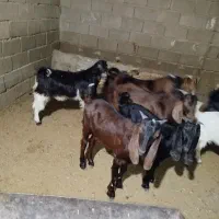 بز نر برای فروش