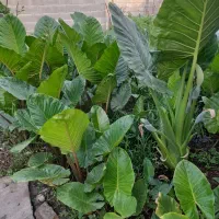 گل بابا آدم