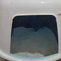 گربه نر|گربه|ساری, |دیوار