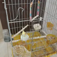 عروس هلندی یکساله حرف میزنه|پرنده|هشتگرد, هشتگرد قدیم|دیوار