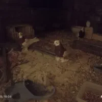 فروش کفتر عتیقه پلاکی بهبهانی|پرنده|سپیدان, |دیوار