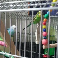 مرغ عشق|پرنده|قدس, شهر‌قدس|دیوار