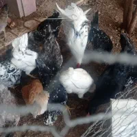 مرغ کرک