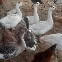 فروش غاز دورگ ‌ومحل|حیوانات مزرعه|بهشهر, |دیوار