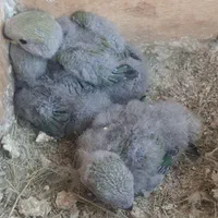 پرنده طوطی کوتوله برزیلی سیراف|پرنده|بندر کنگان, |دیوار