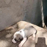 فروش چند عدد توله سگ پاکوتاه