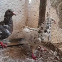 کفتر زرد سرخ سبز سار کله هما|پرنده|تربت‌حیدریه, نواب صفوی|دیوار