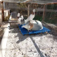 چهار عدد طوقی نر|پرنده|ابرکوه, |دیوار