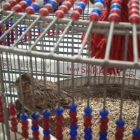 سره‌خاکی|پرنده|ساوه, |دیوار