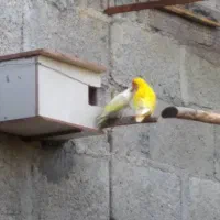 کوتوله ،طوطی برزیلی|پرنده|شیراز, درکی|دیوار