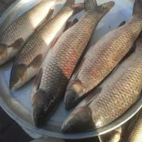 آمور|ماهی|صومعه‌سرا, |دیوار