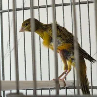 فروش قناری نر و ماده|پرنده|جم, |دیوار