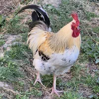 خروس|حیوانات مزرعه|نوشین شهر, |دیوار