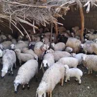 میش بره و میش آبستن