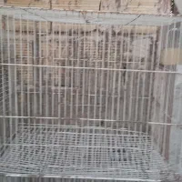 قفس ۴۰در۵۰ و عروس هلندی