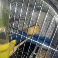 بچم تازه به دنیا اومده به پرنده حساسیت داره|پرنده|محمدیه-قزوین, |دیوار