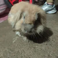 خرگوش لپی|موش و خرگوش|رشت, حومه رشت|دیوار